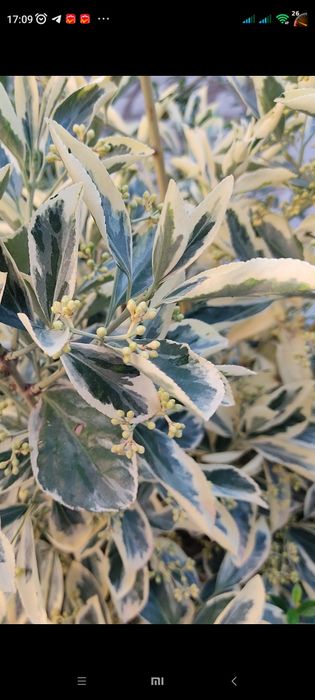 Самшити варієгатні,  бересклети