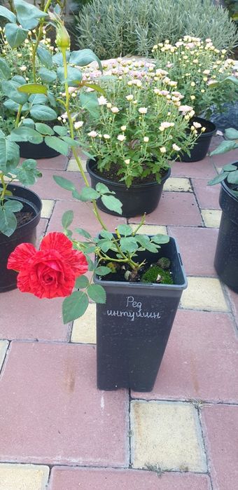 Саженцы розы" Супер Трупер","Романза","Хулио Иглесиас","Ред интуишн"