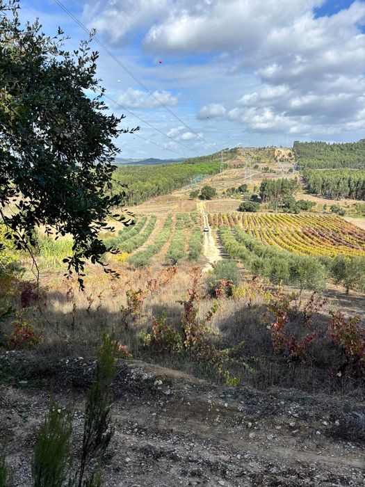 Terreno com 130 oliveiras amanhadas