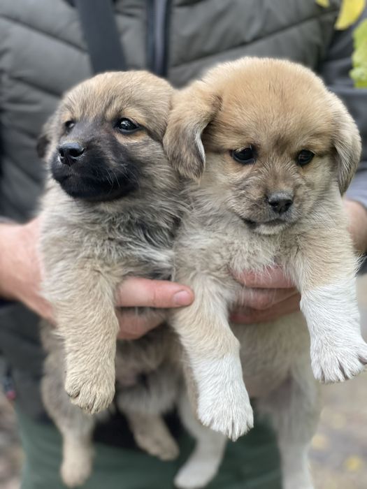 Віддам цуценят в хороші руки