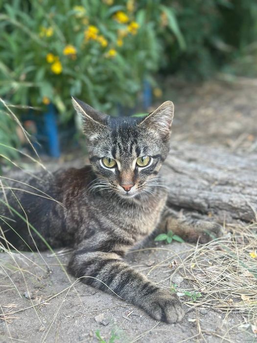 Термінове прилаштування!