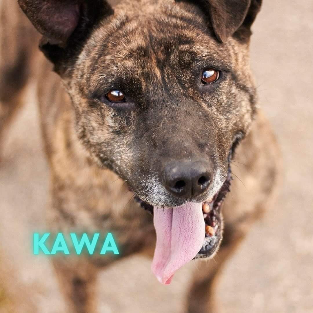 Kawa szuka domu!