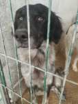 JOKER (Macho, 2 Anos) Para Adopção