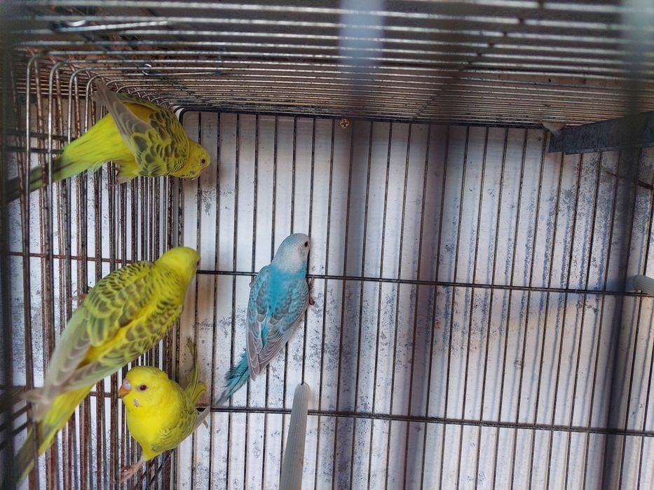 Periquitos fallow e alecrins