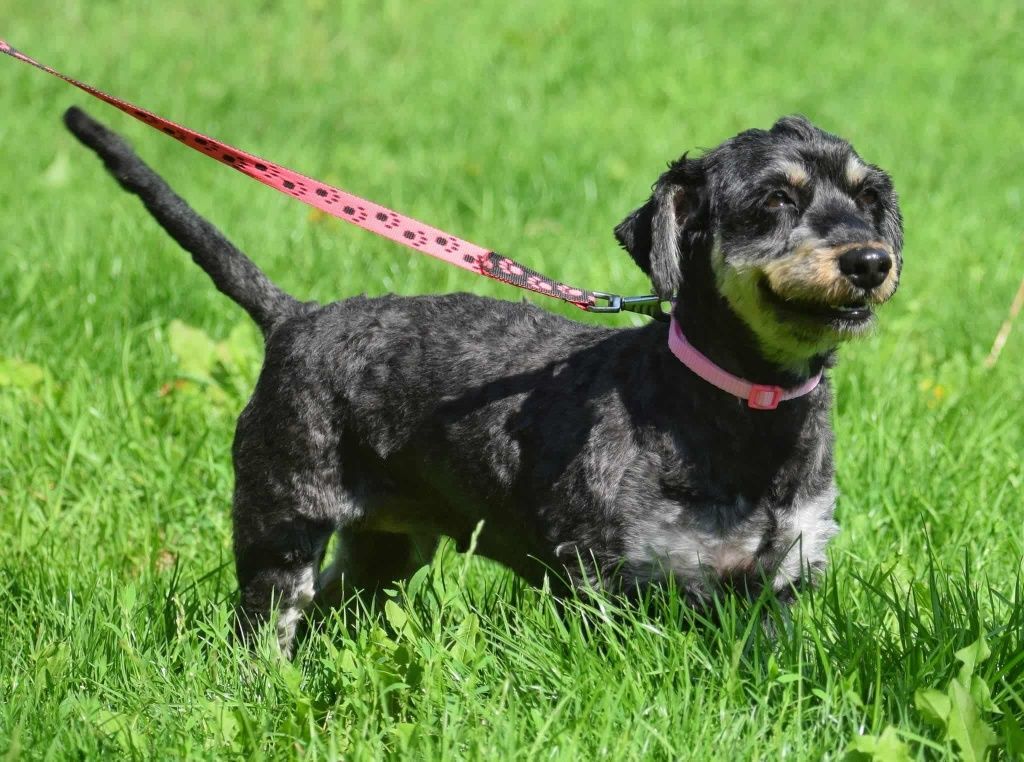 Emma w typie Jamnika do adopcji