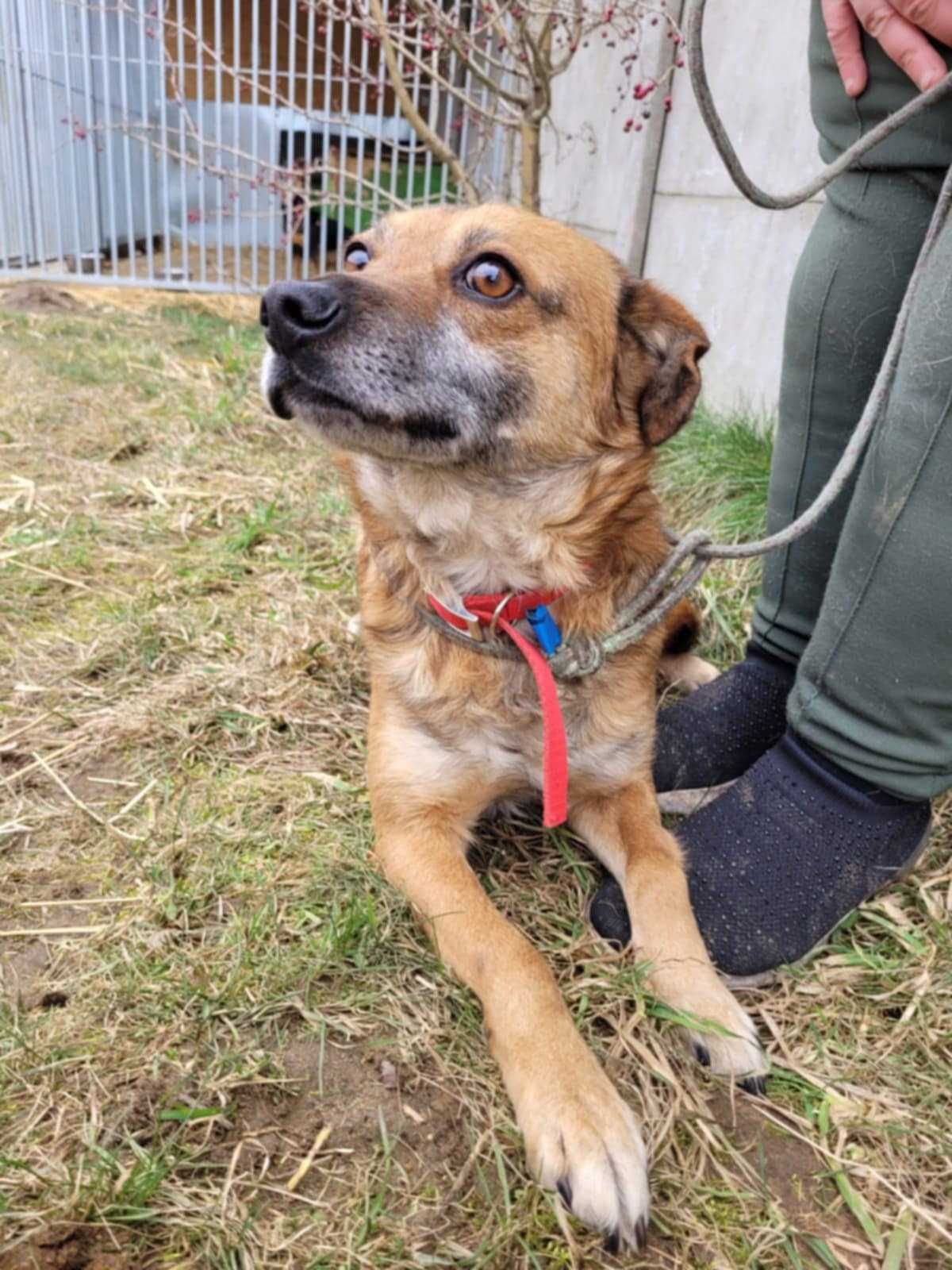 Przerażony BARTUŚ szuka kochającego domu !! Do adopcji !!