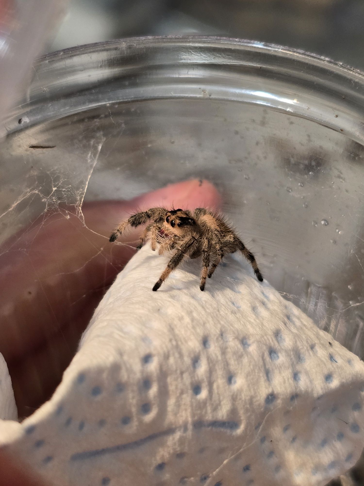 Phidippus regius / Skakun Królewski APALACHICOLA