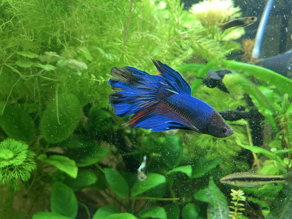 Акваріумні рибки півник «петушок»