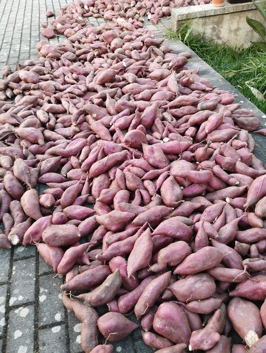 Vendo batatas doces boa qualidade