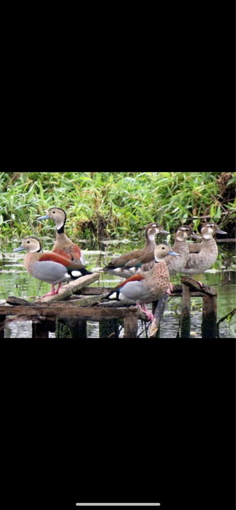 Patos ornamentais