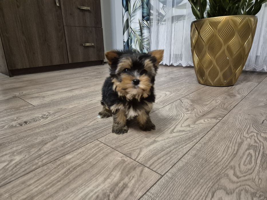 York piesek dwumiesięczny