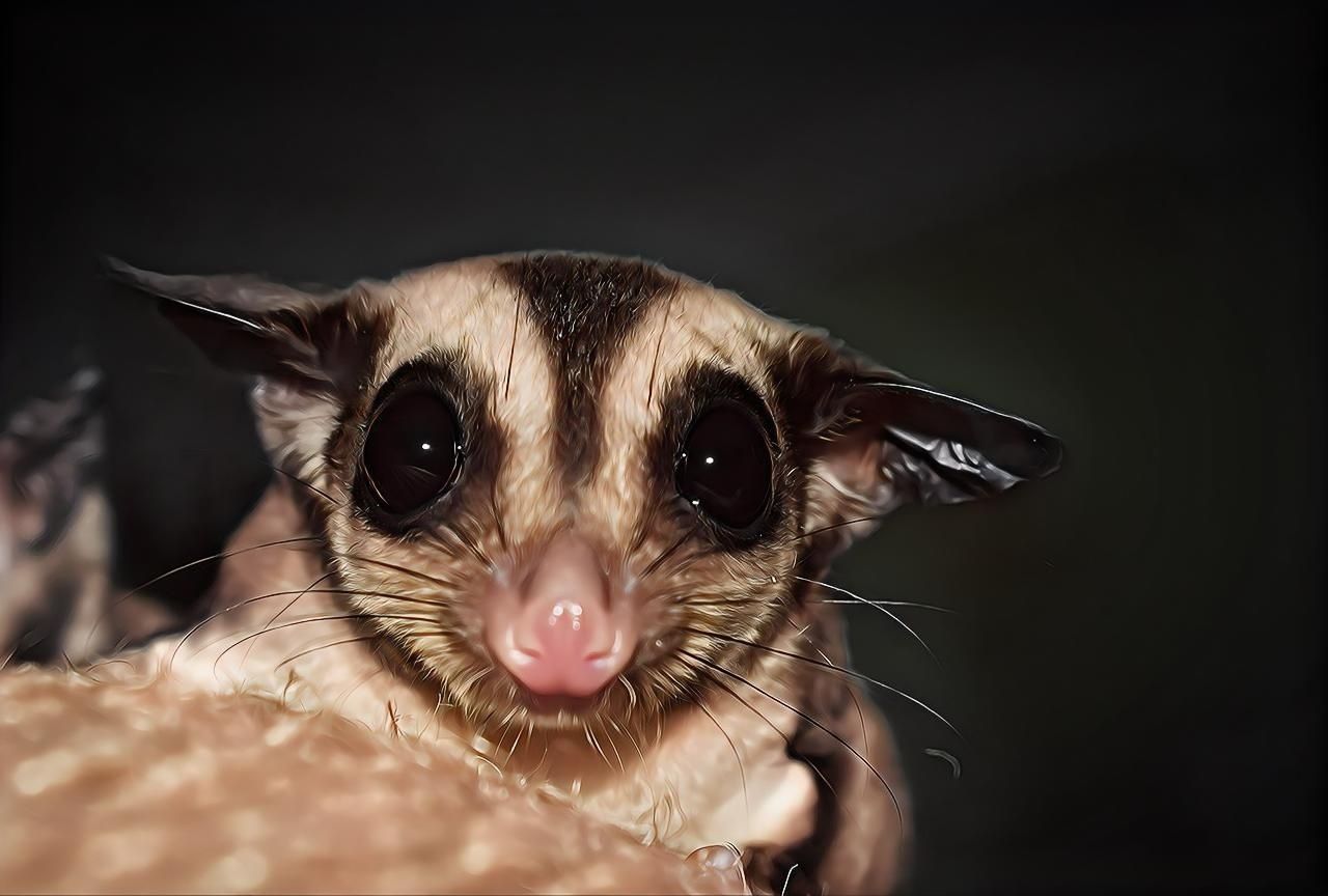 Lotopałanki, lotopałanka , sugar glider