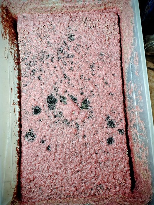 Трубочник Изя для домашнего разведения