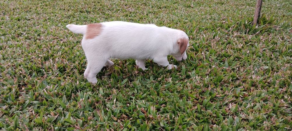 Jack Russell Terrier