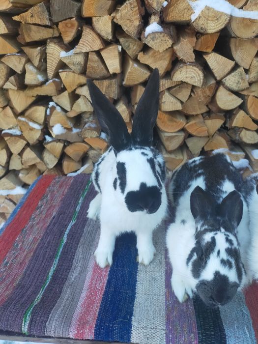 Кролі породи Строкач