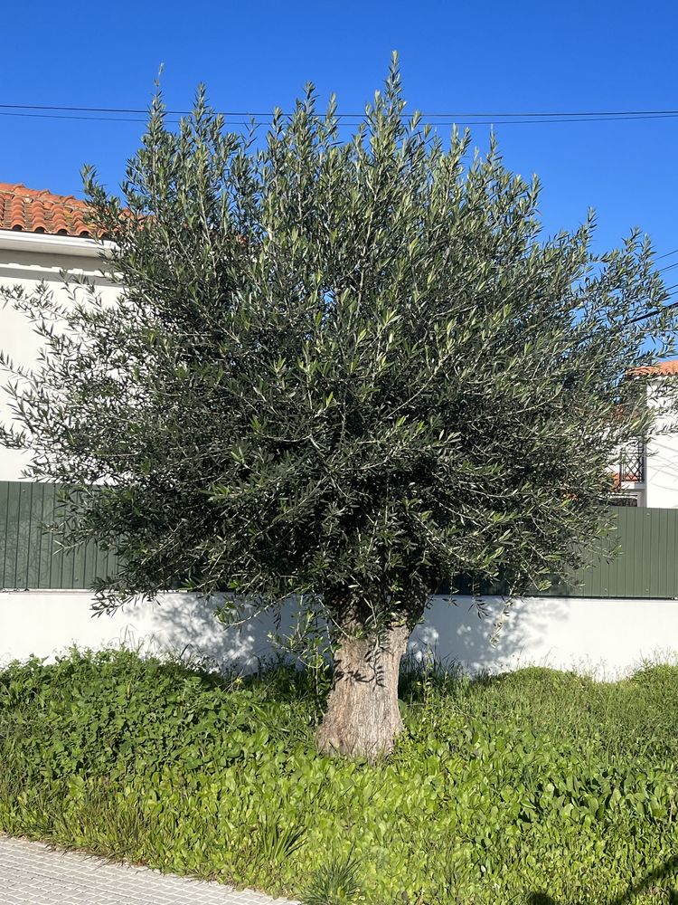 Oliveira árvore