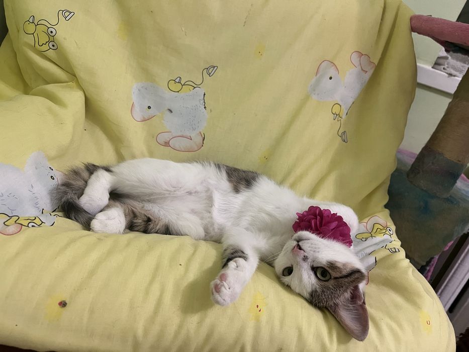 Кошечка в поисках семьи