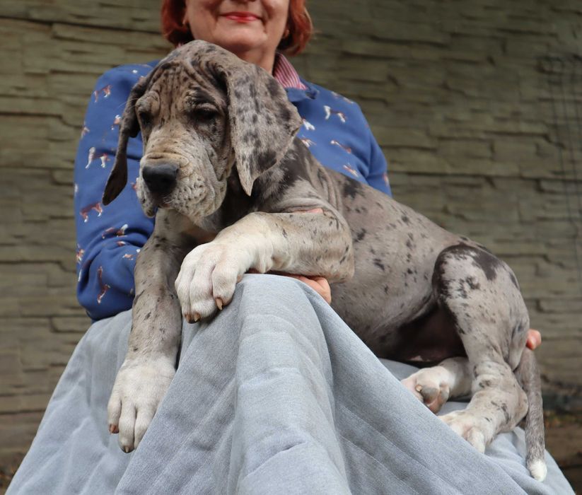 Bardzo mocnej budowy suczka merle Dog Niemiecki FCI ZKwP tata włoch