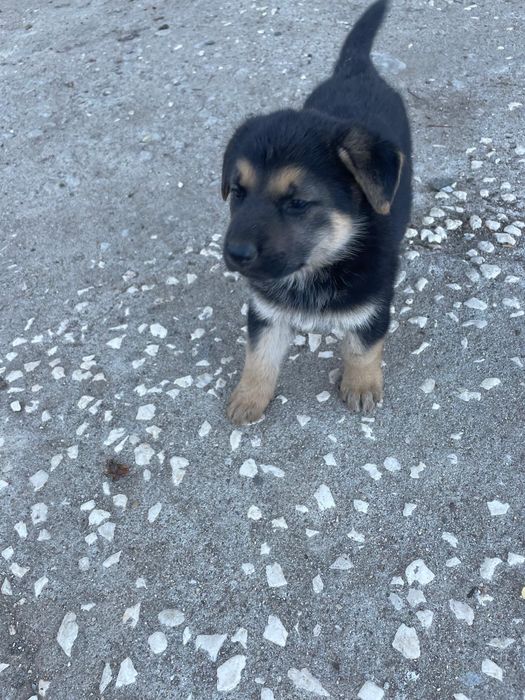 Cachorrinha Pastor Alemão