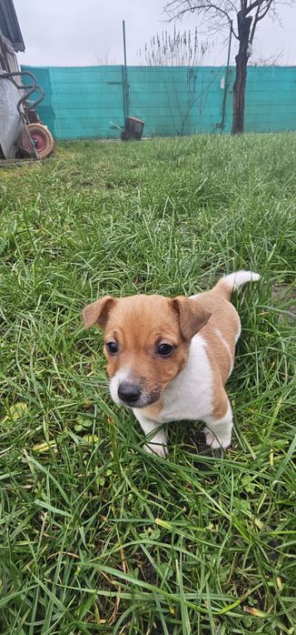 Джек рассел тер'єр, собака, цуценя