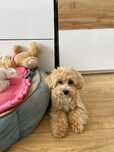 Piesek Maltipoo.