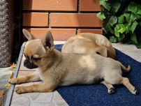 Chihuahua śliczny krótkowłosy piesek
