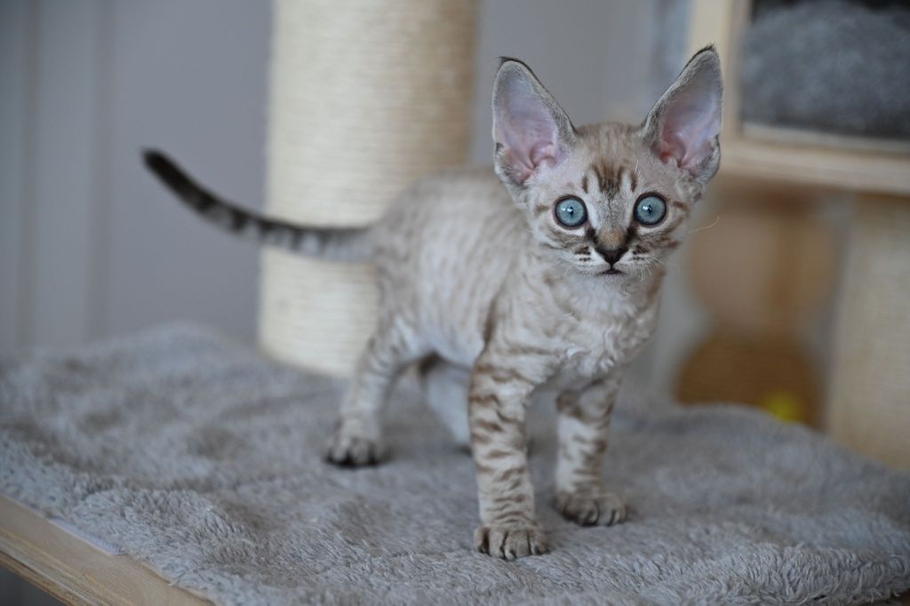 Kocurek Devon Rex