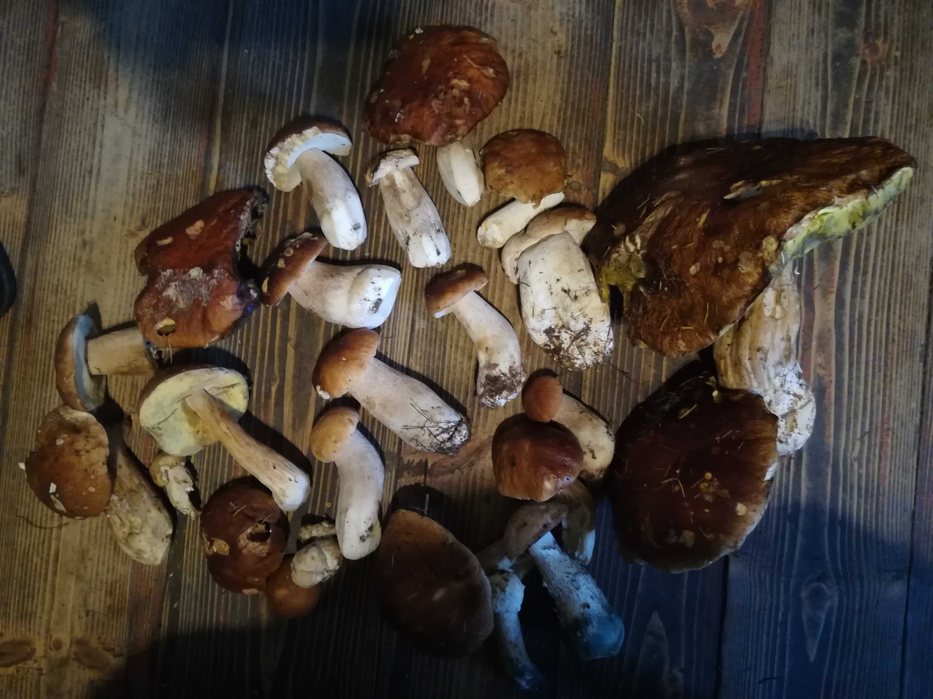 Сушені різні гриби з Карпат