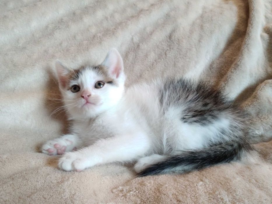 Oddam kotkę biało-bura