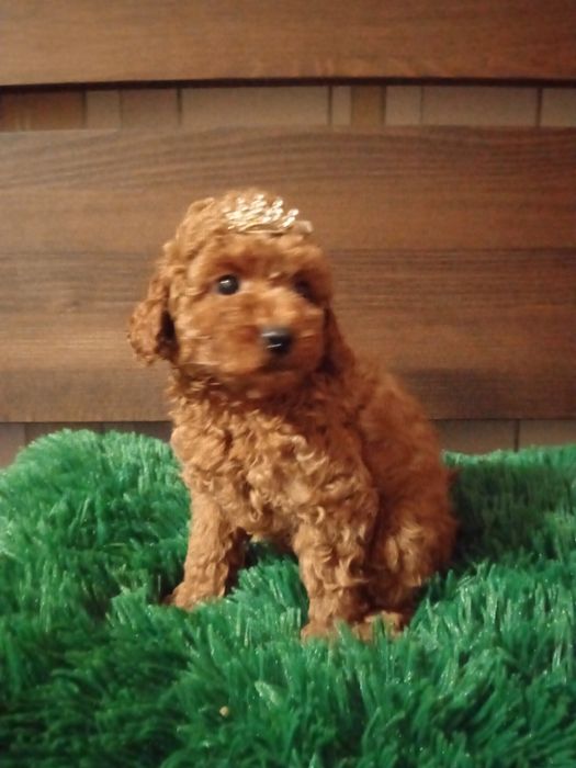 Хлопчик Той пудель