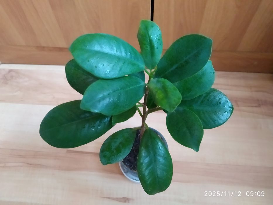 Фикус Мокламе или Микрокарпа.