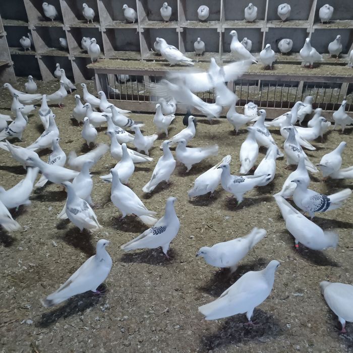 Jasne srebrniaki lot