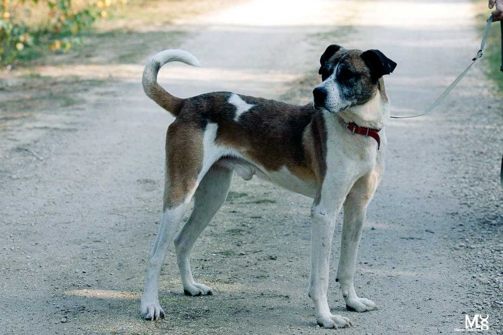 Pilnie! Jarzyna-DUŻY, przytulaśny, ŁAGODNY-możliwy dowóz