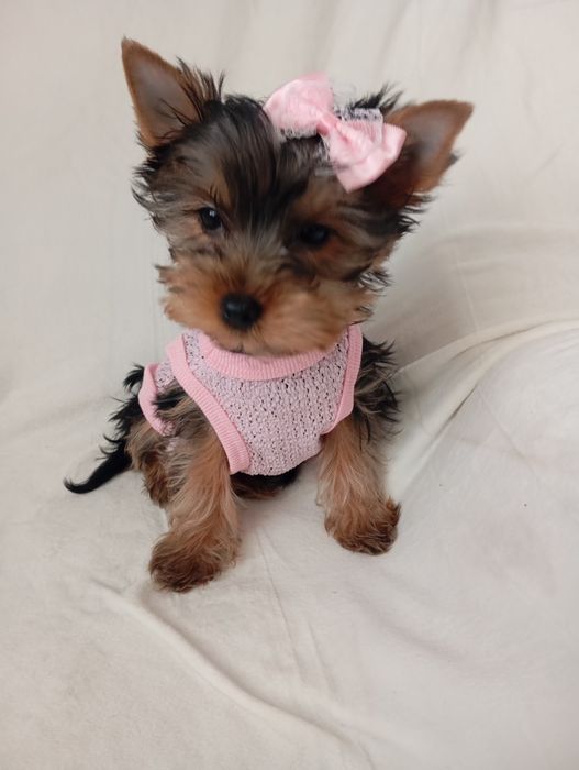 Чистокровні дівчатка йорочки