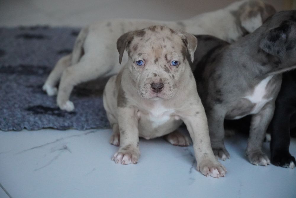 American Bully XL ABKC