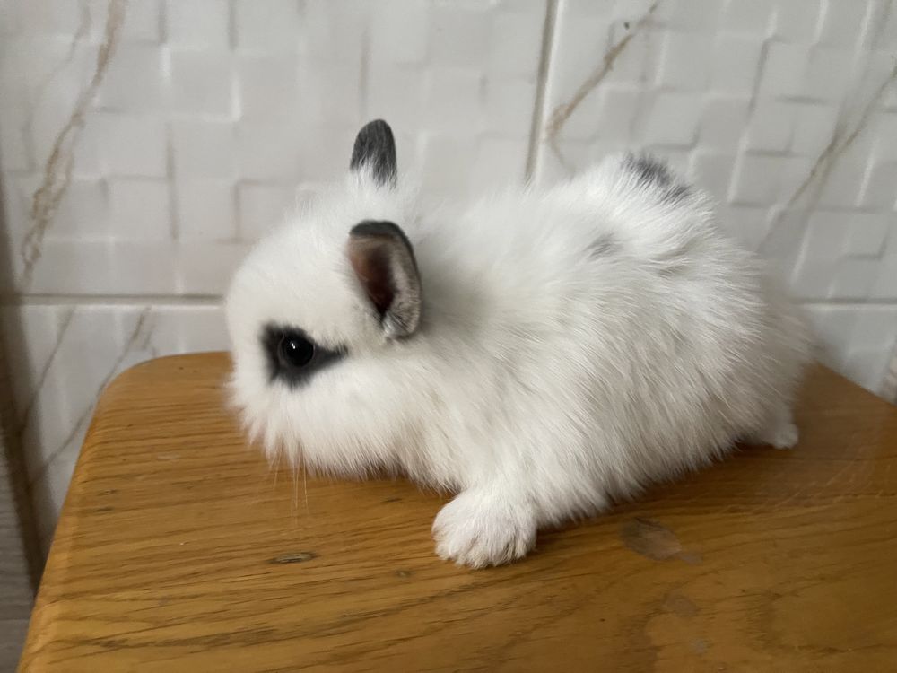 Міні кролик, кольоровий карлик
