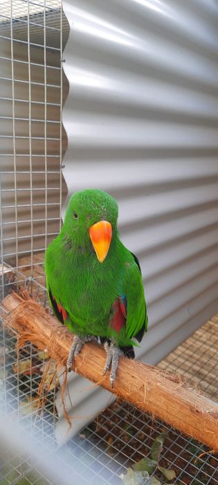 Ecletus Roratus macho