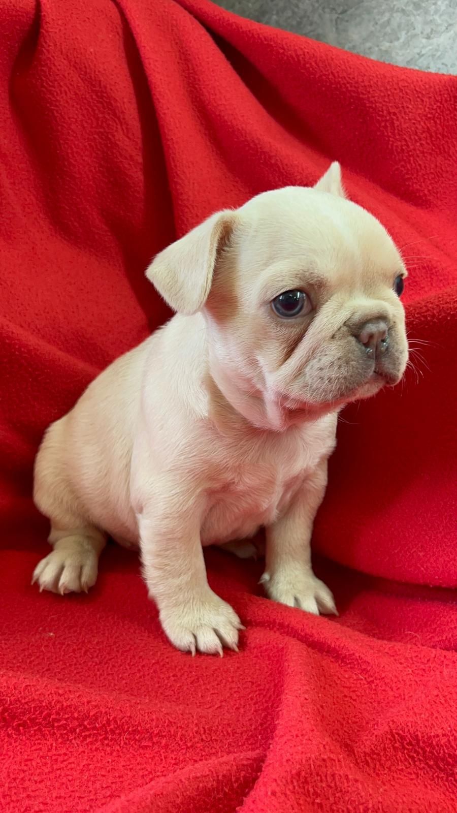 Bulldog Francês Fêmea Platinium. Olhos azuis. Um espetáculo!
