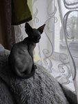 Канадский сфинкс, девочке 3 мес.