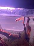 Peixe Betta Fêmea Crowntail Branco