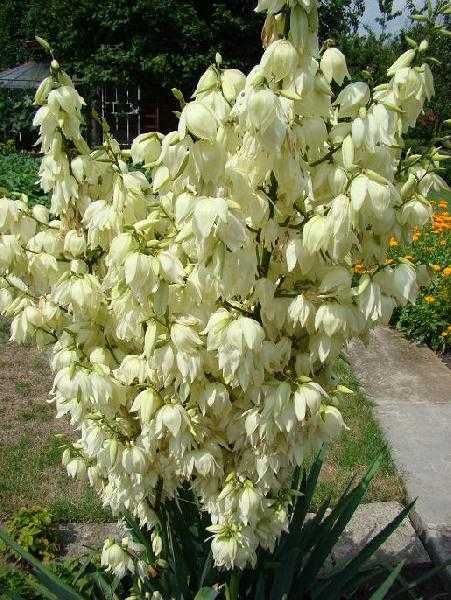 Juka Jukka Yucca Karolińska Biała Sadzonki (35cm)