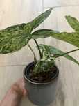 Syngonium Mottled Mojito