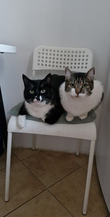 Oddam koty w dobre ręce