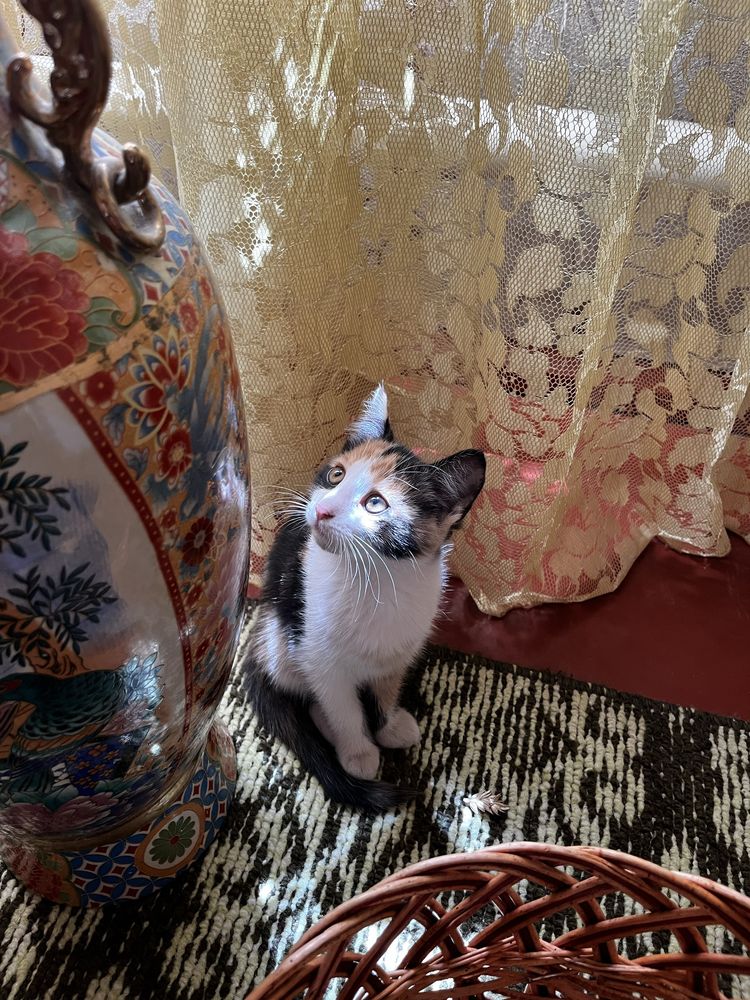 Кошеня безпородиста дівчинка