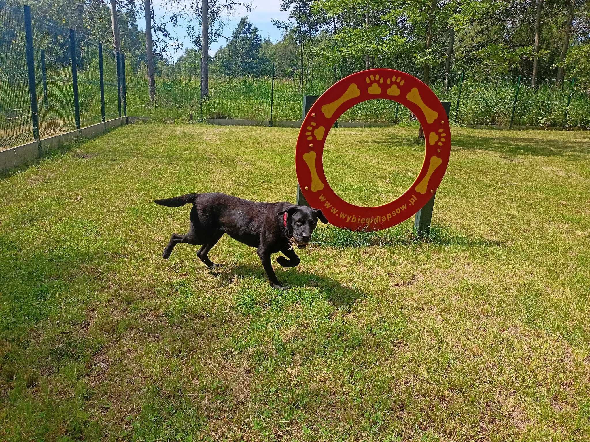 Celt w typie labrador-retrievera - schronisko