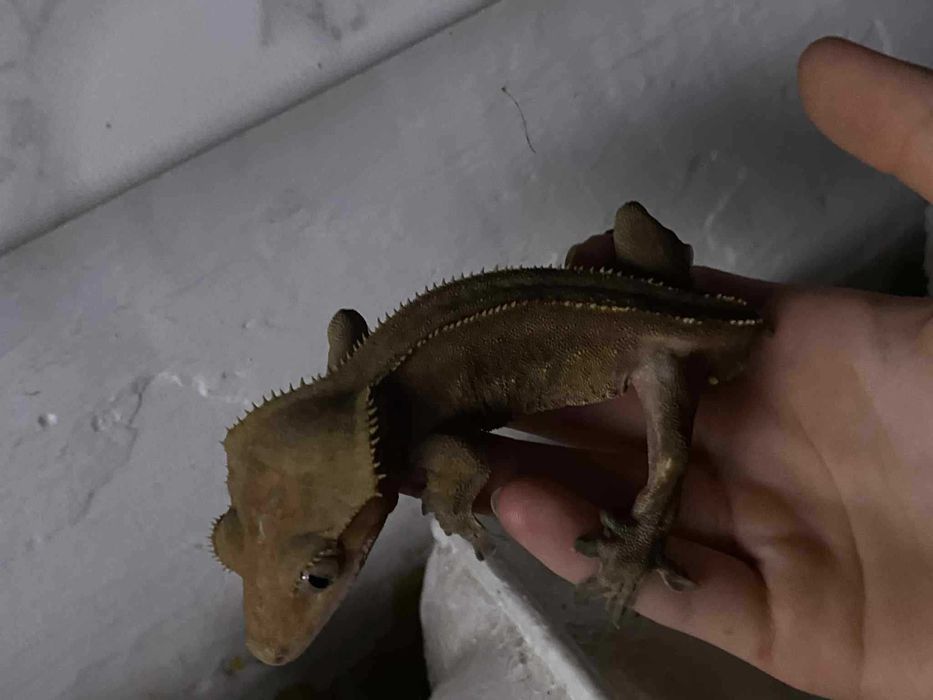 gekon orzęsiony charcoal