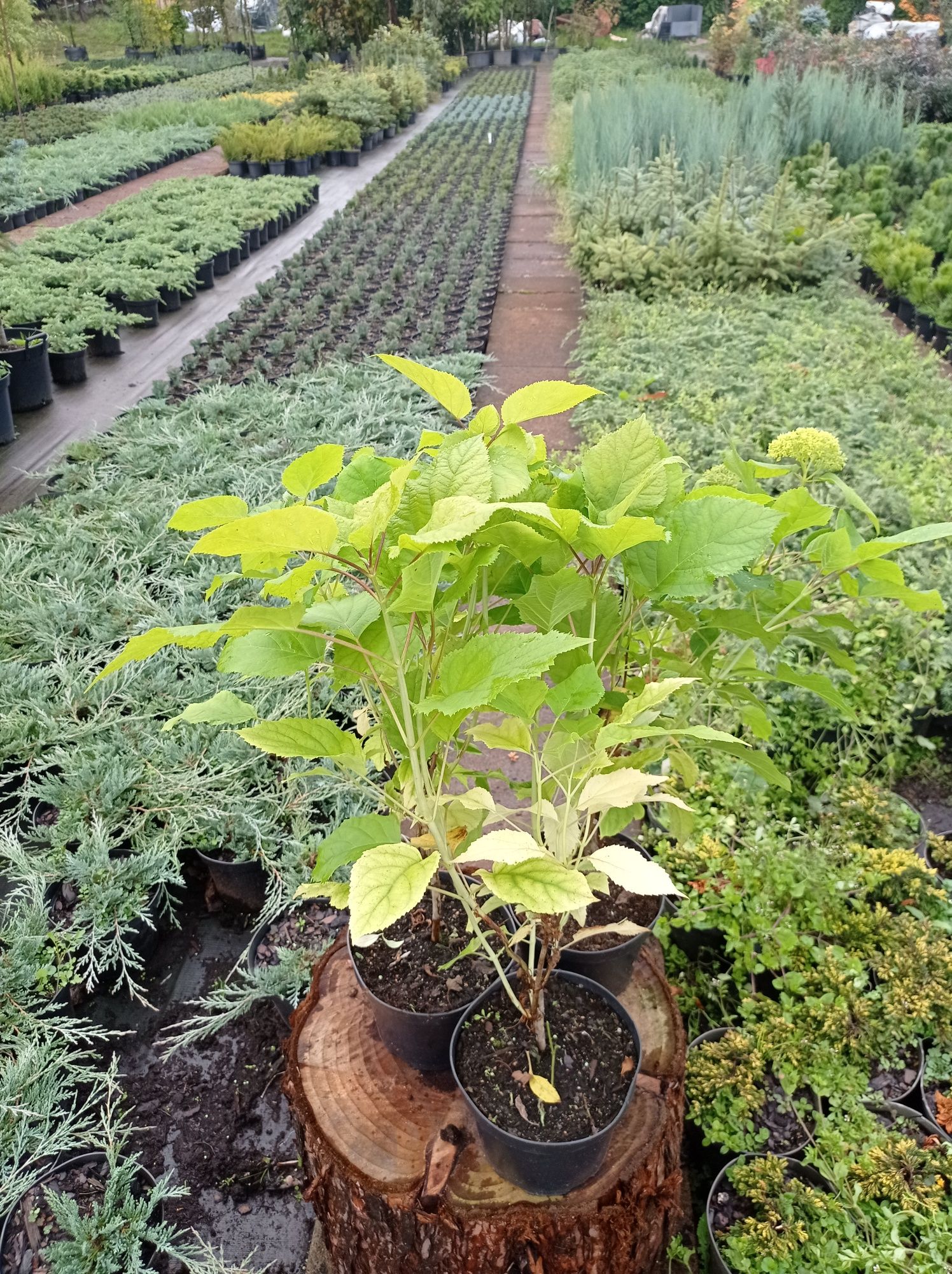Hortensja Anabelle