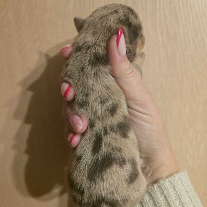 Chihuahua suczka choco merle tan