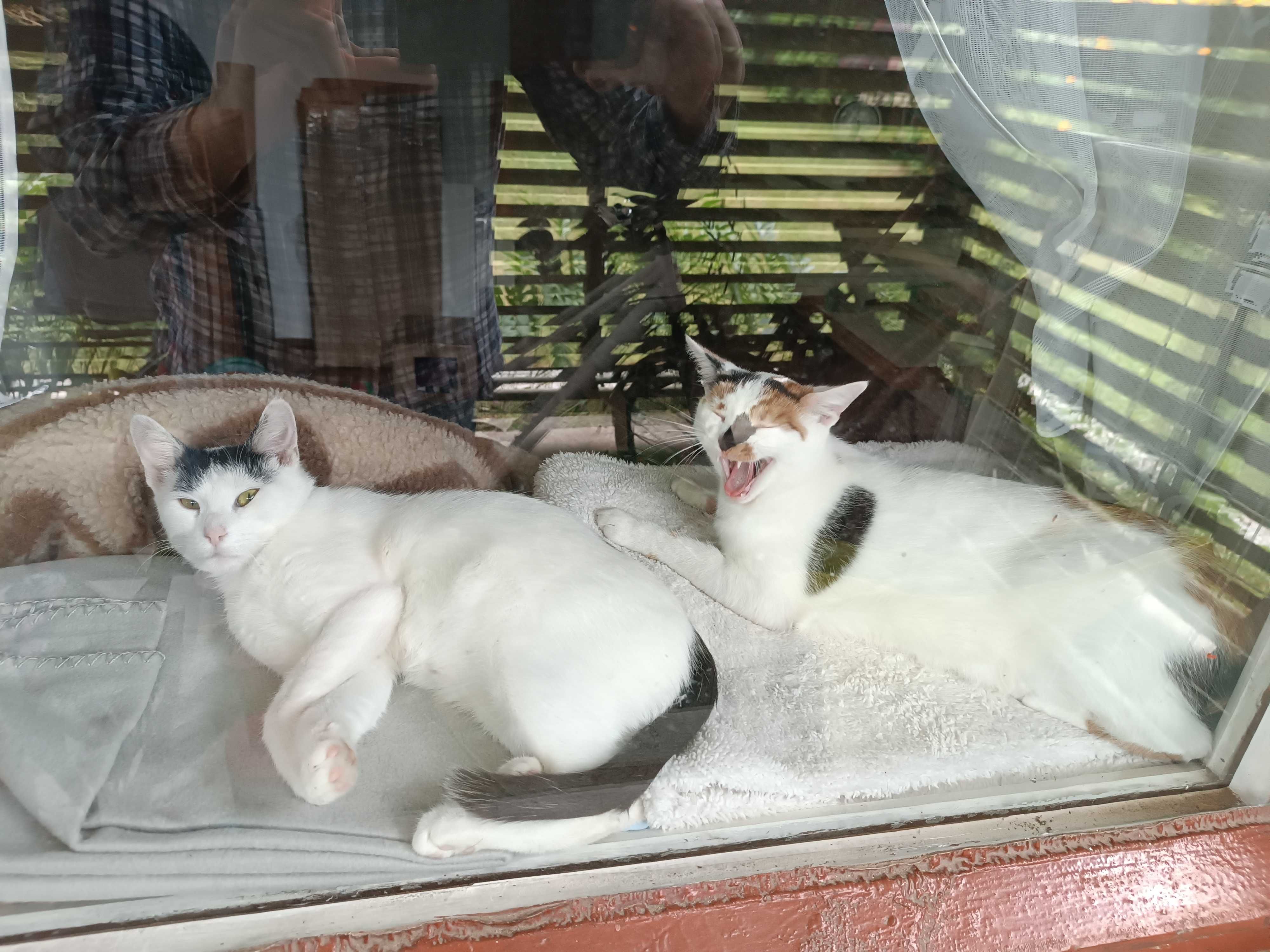 Para kociczek wysterylizowanych do adopcji