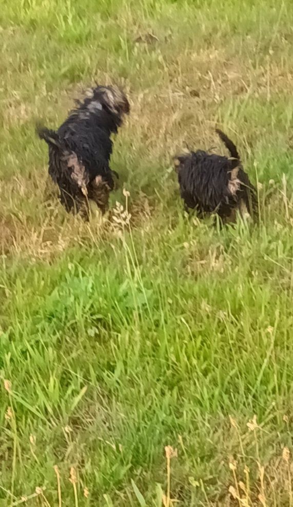 York Terrier piesek